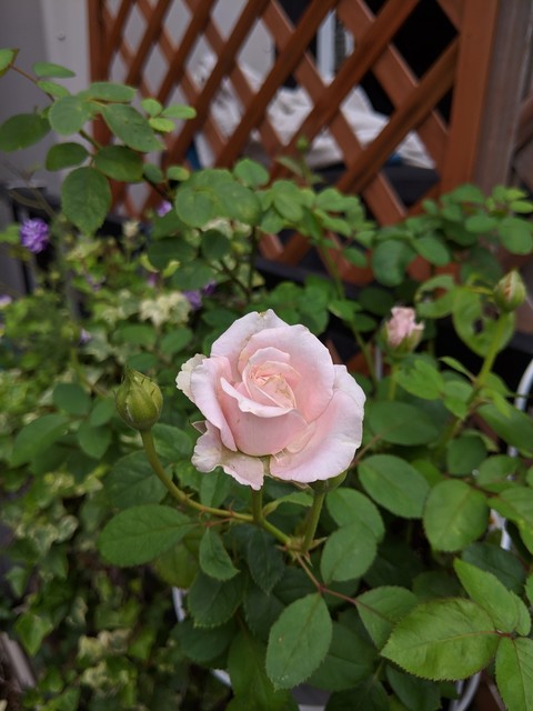 IMG_20190720_151518_1.jpg